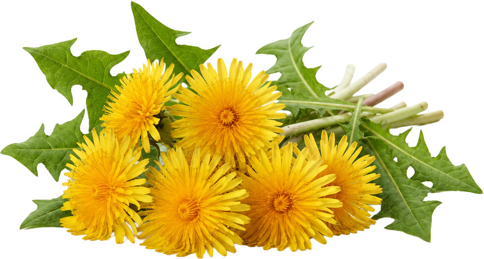 Dandelions