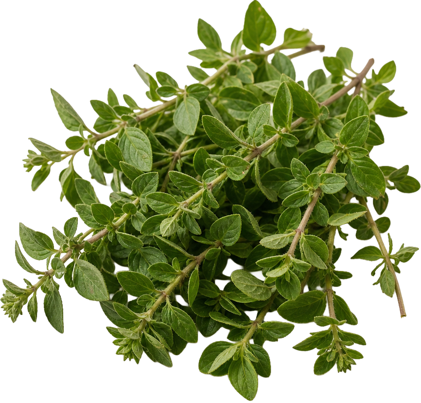 Oregano