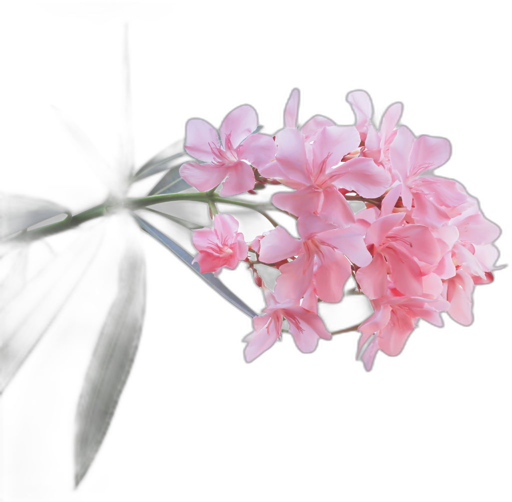 Oleander