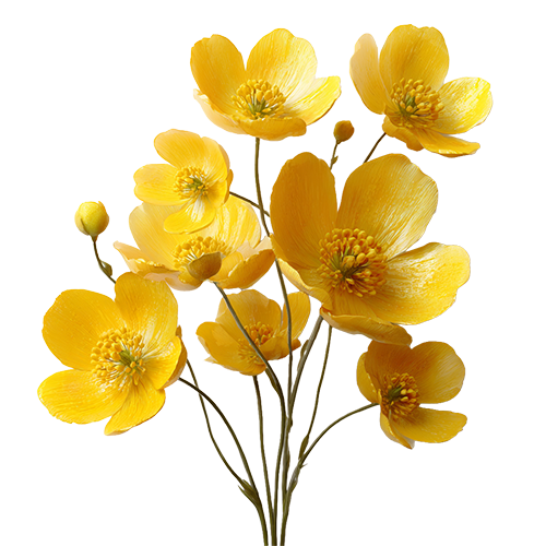 Buttercups