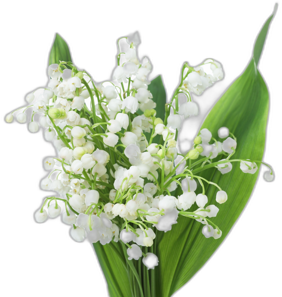 Lily of the Valley