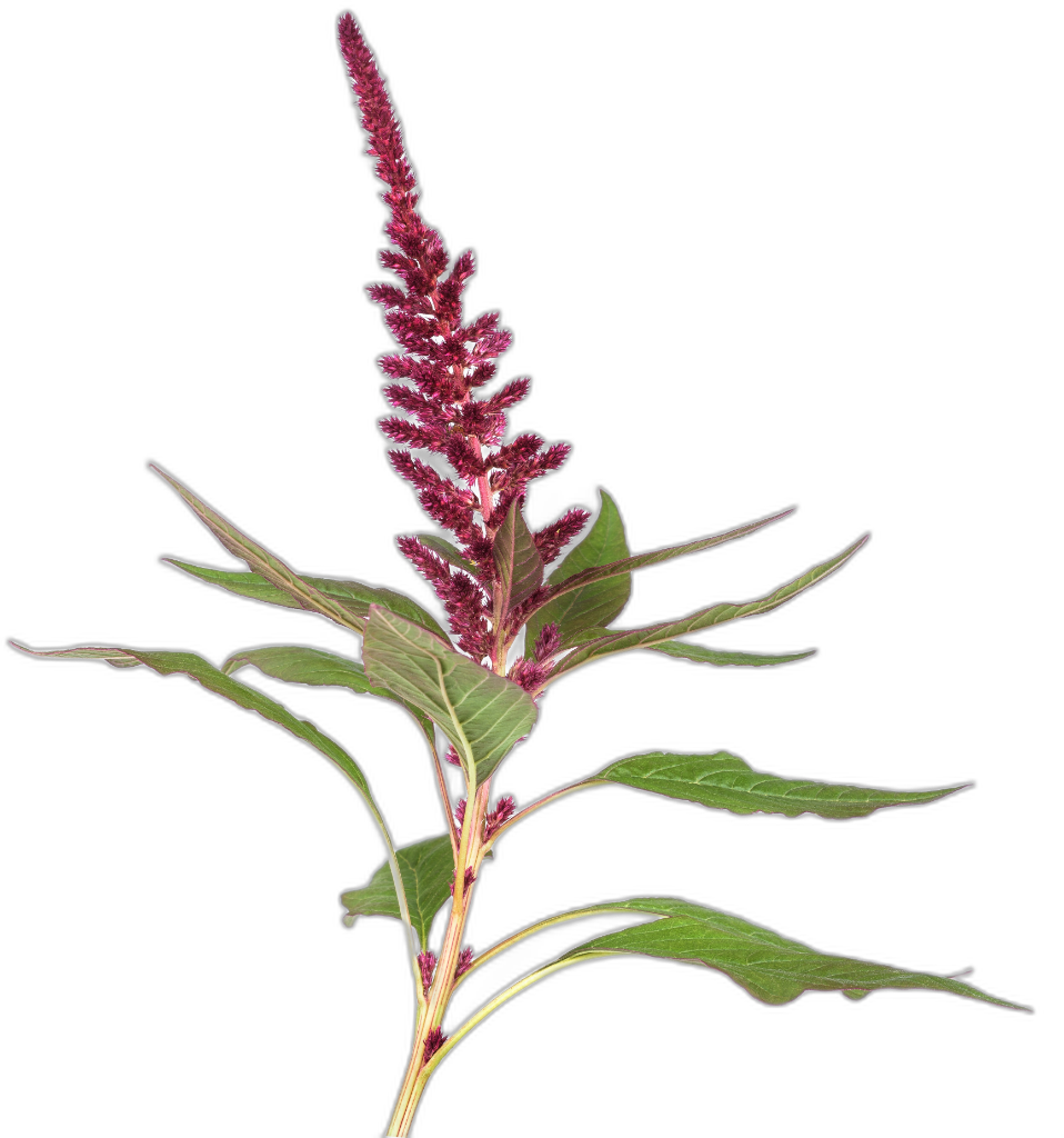 Amaranthus