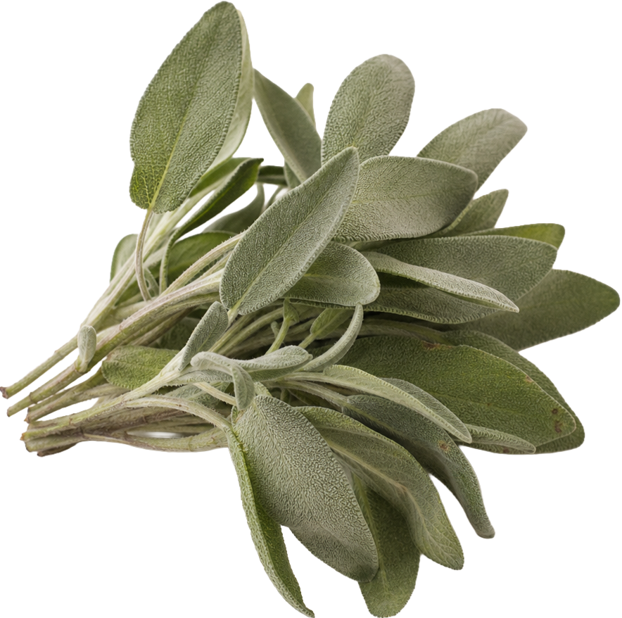 Sage