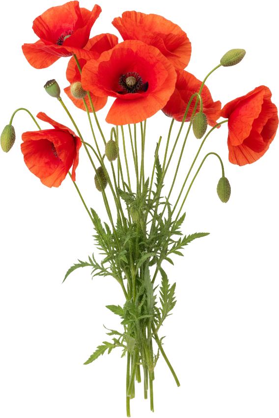 Poppies / Poppy