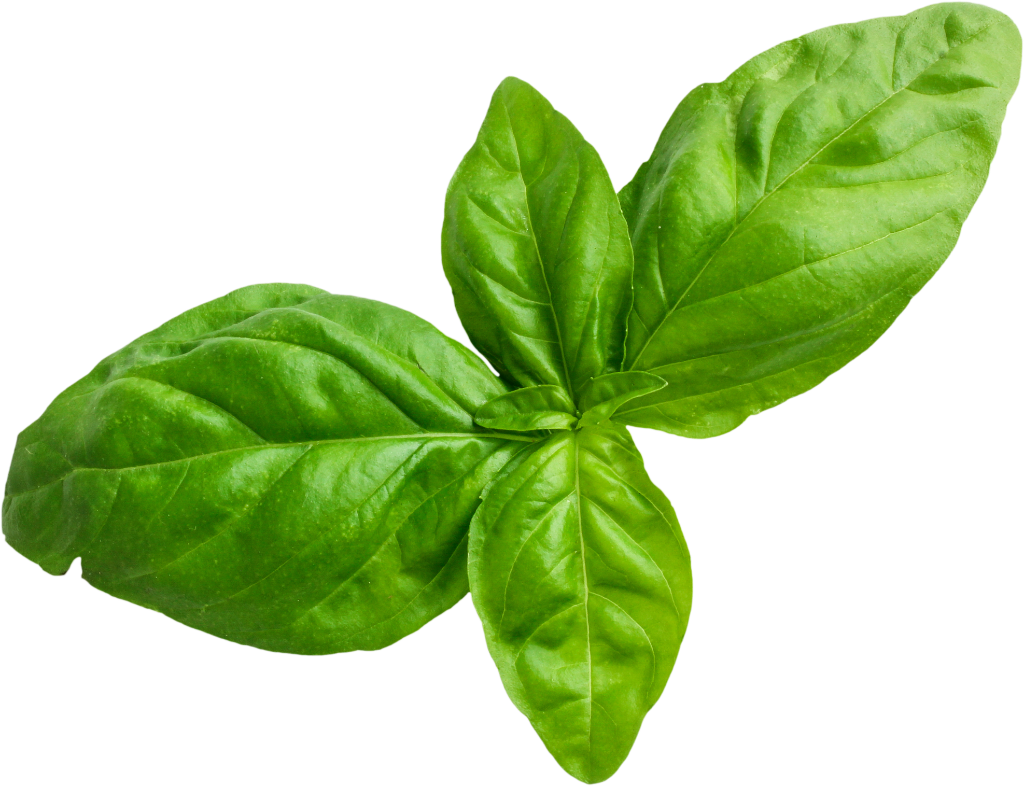 Basil