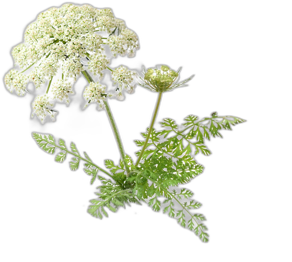 Hemlock