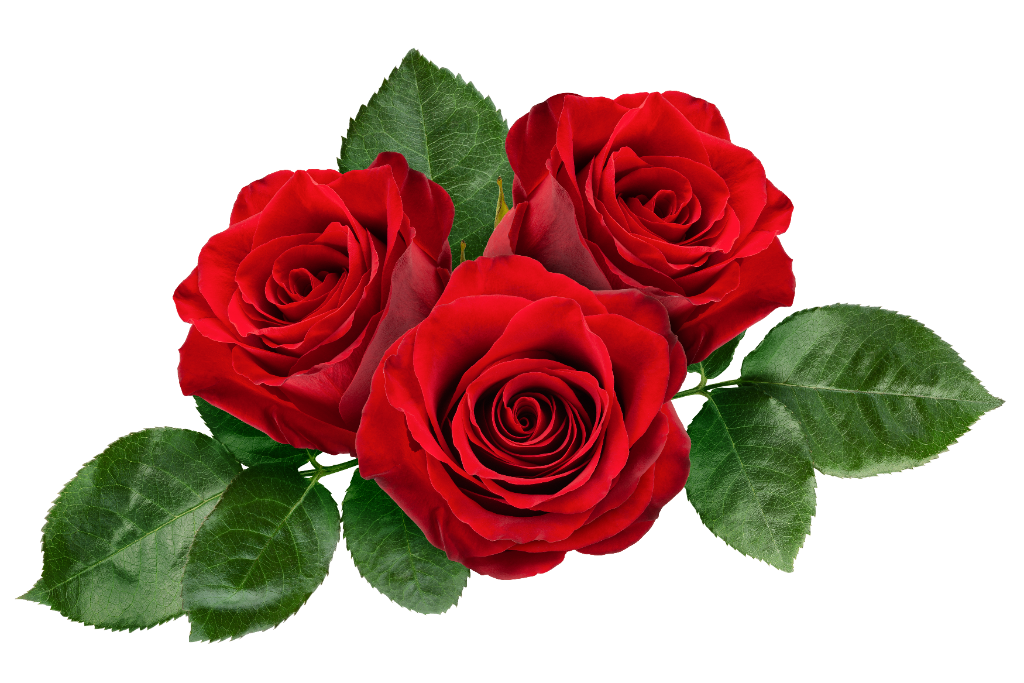 Rose Leaves and Flowers
