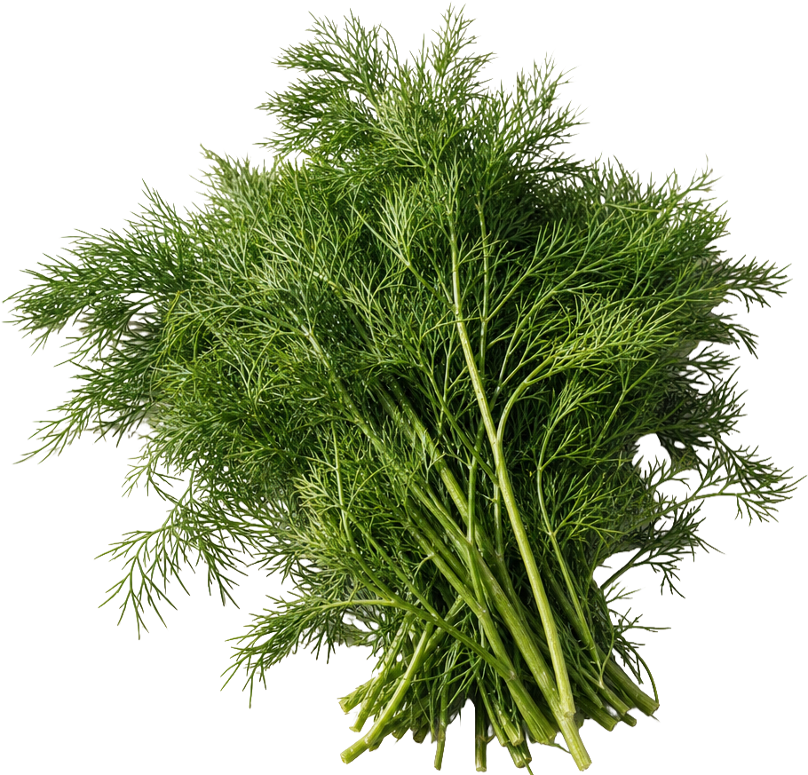 Dill