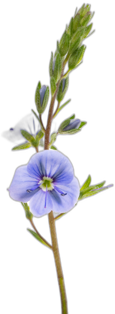 Speedwell
