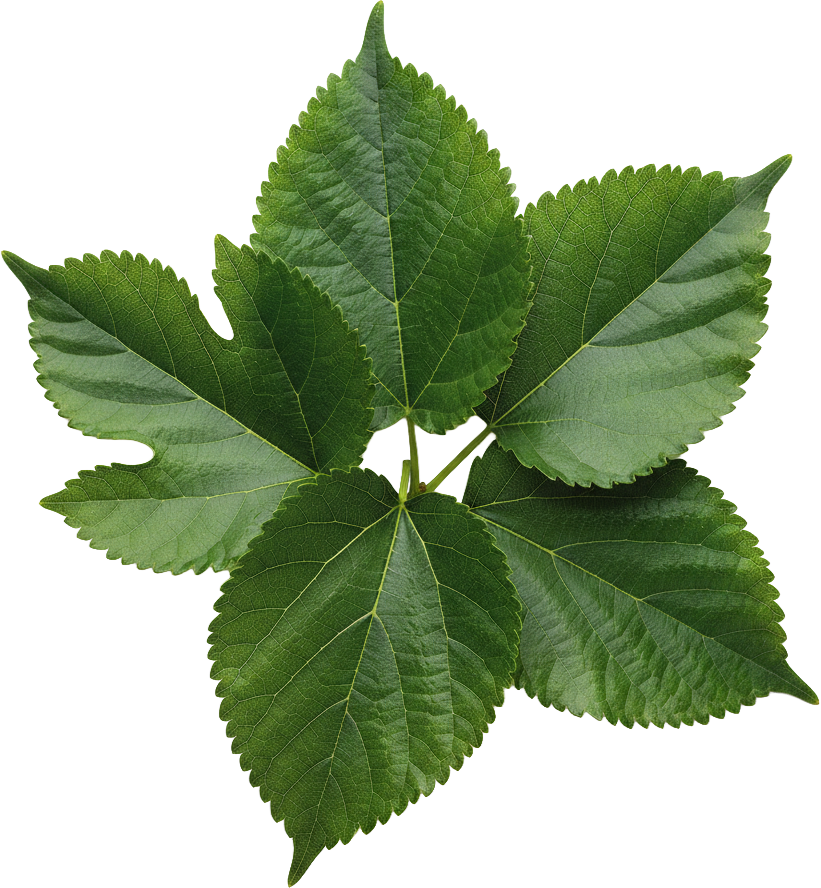 Mulberry