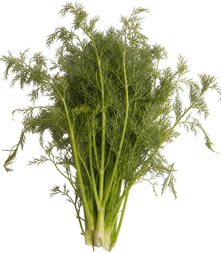 Fennel Fronds