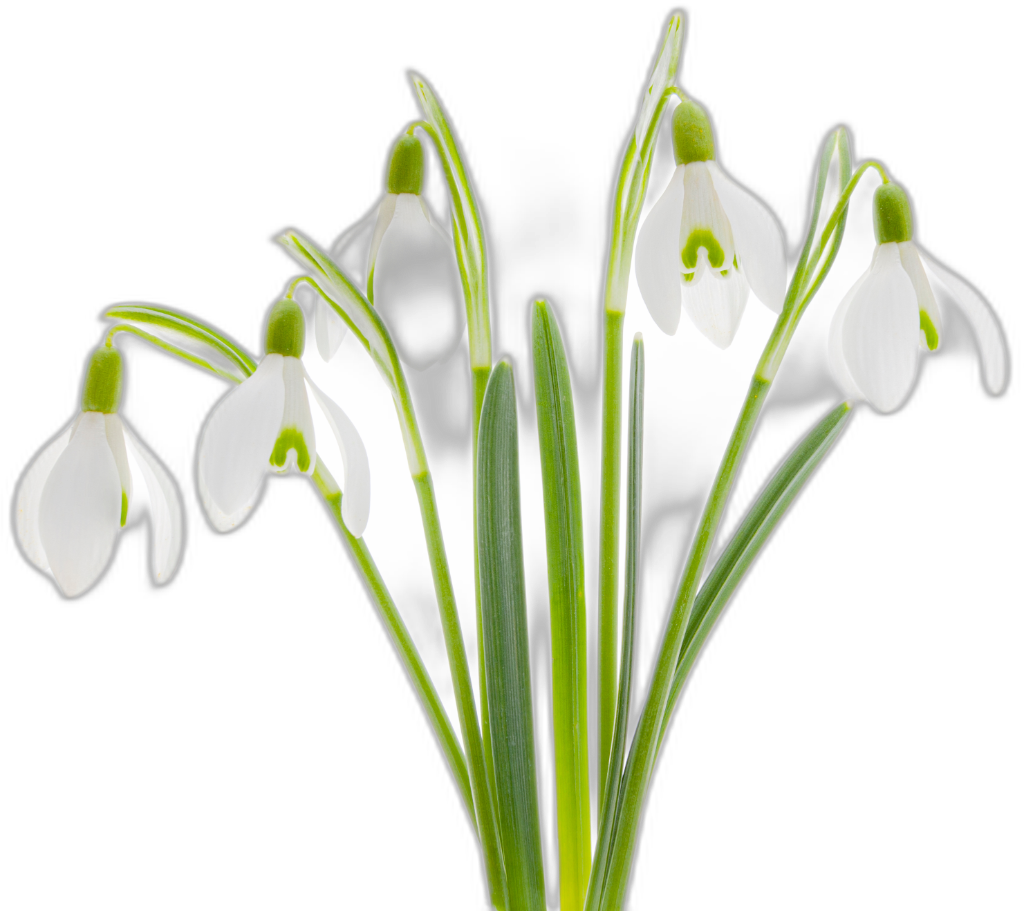 Snowdrop