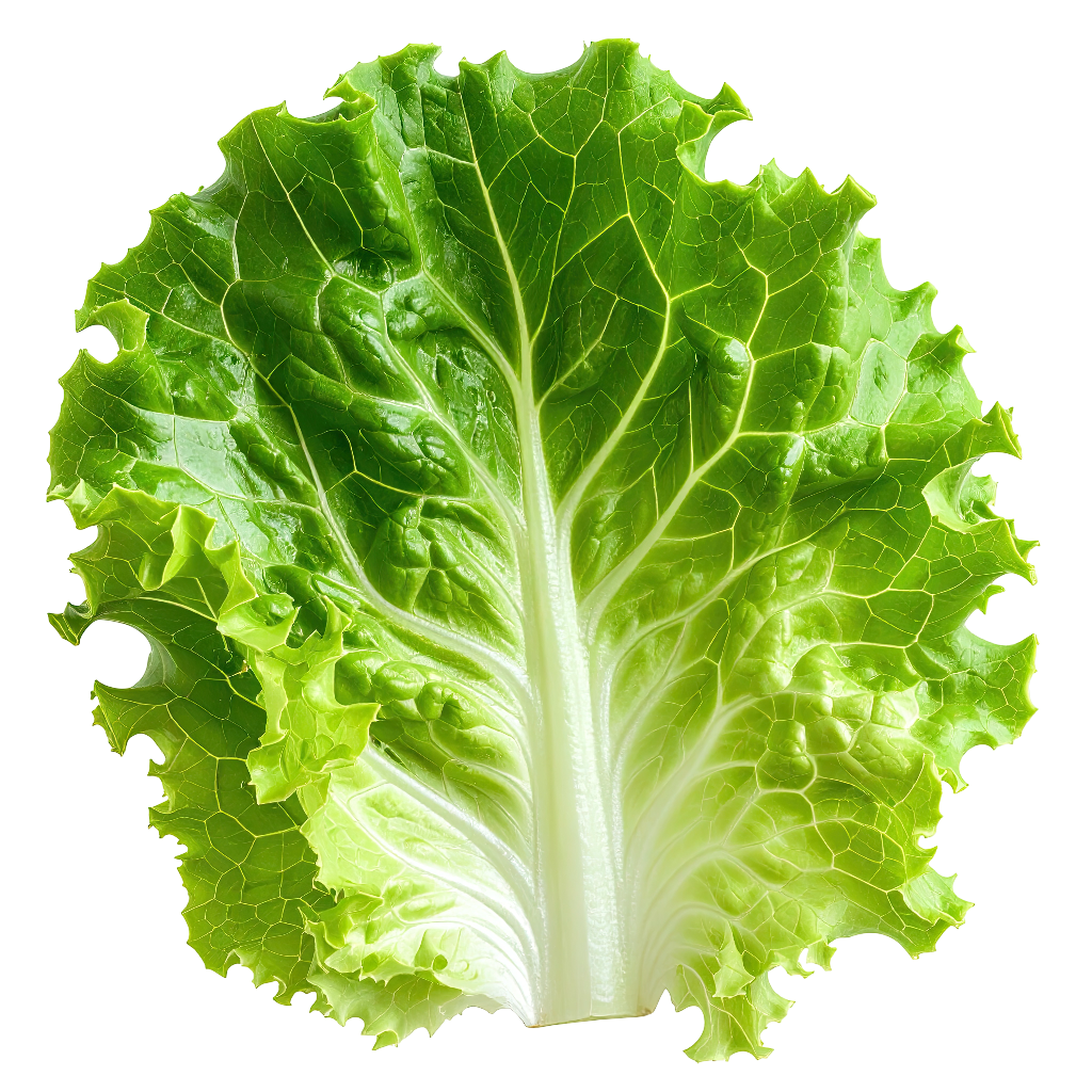 Green leaf lettuce (not Iceberg lettuce)