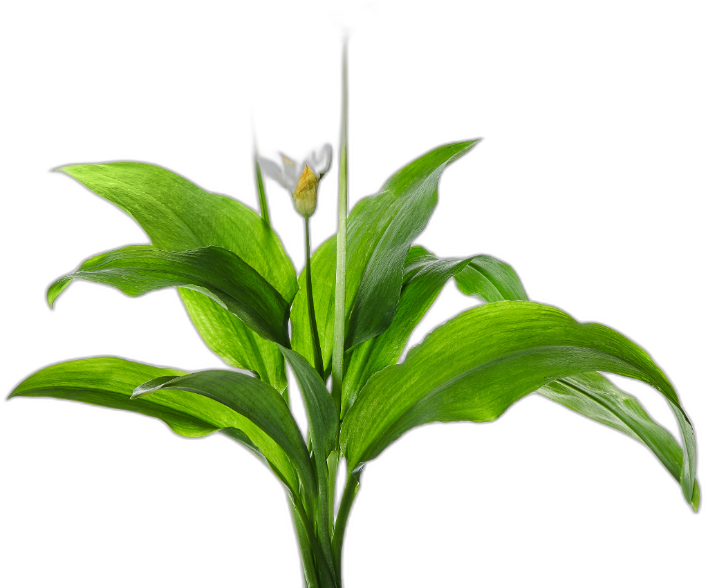 Garlic / Wild Garlic / Hedge Garlic