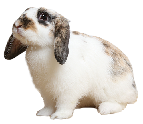 Selective Rabbit