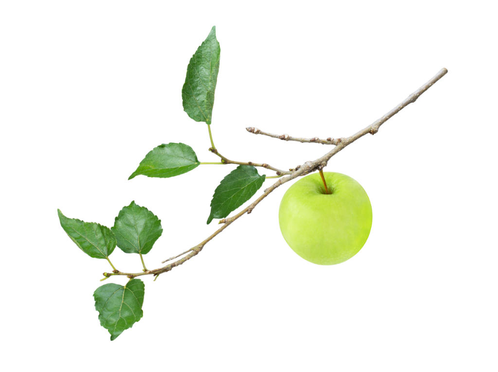 Apple Leaves and Twigs