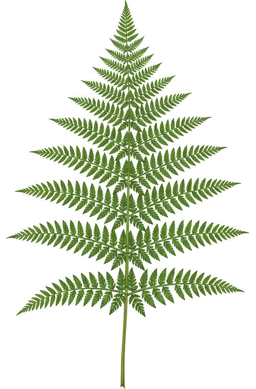 Bracken