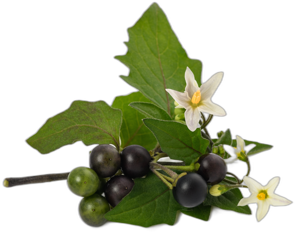 Deadly Nightshade