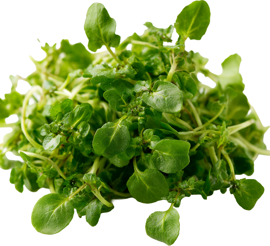 Cress