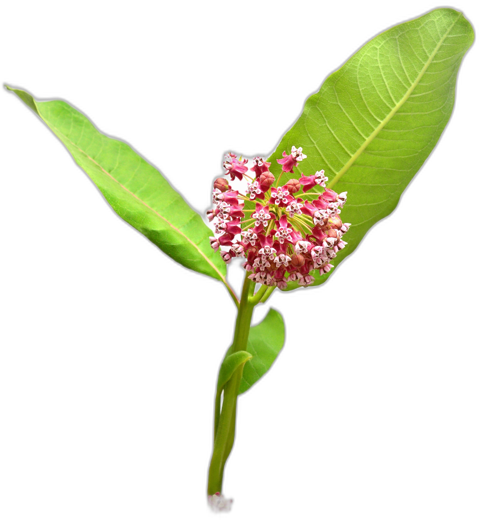 Milkweed