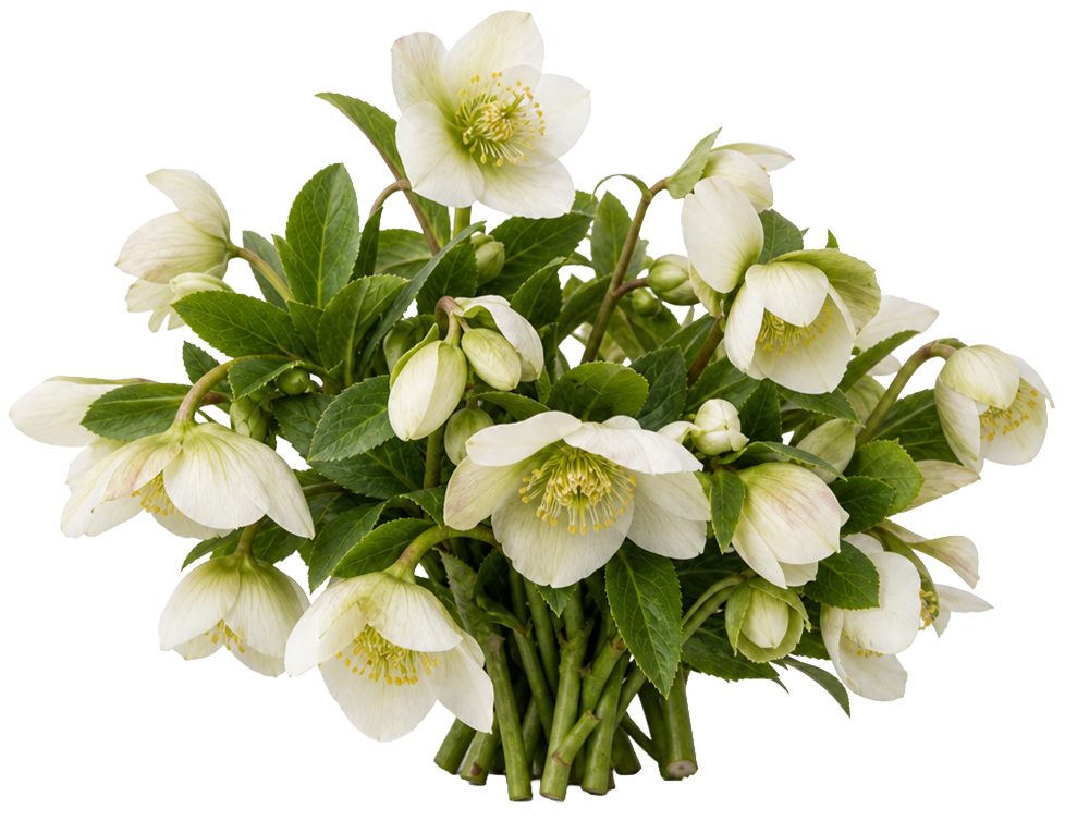 Hellebore (Christmas Rose)