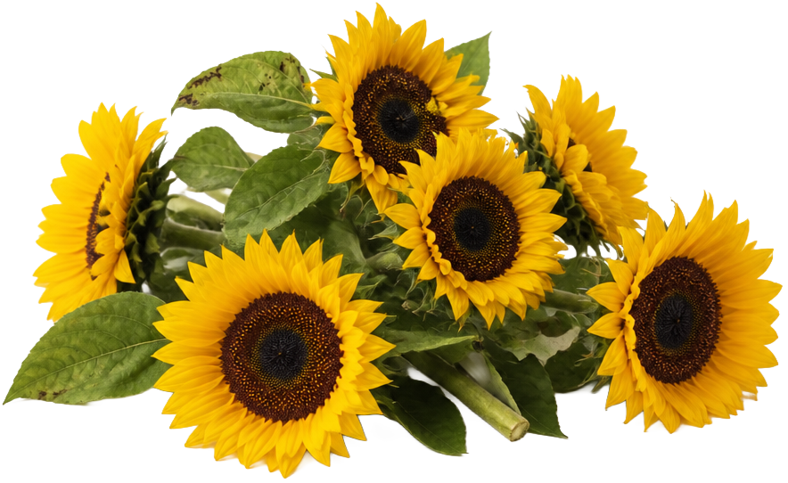 Sunflowers (Leaves and stems)