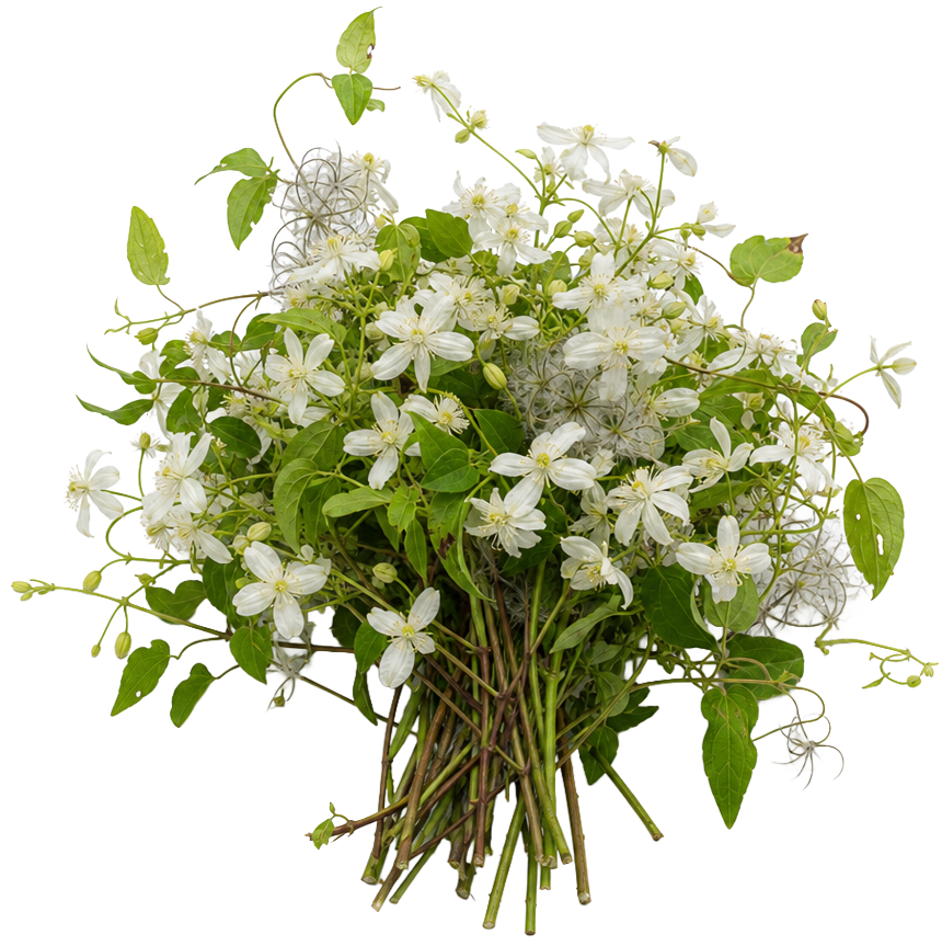 Traveller's Joy (Clematis vitalba)