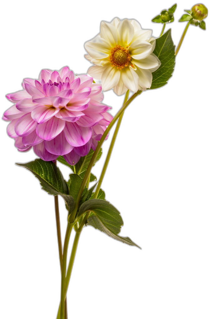 Dahlia