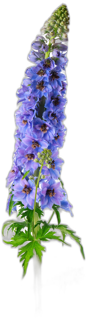 Delphinium