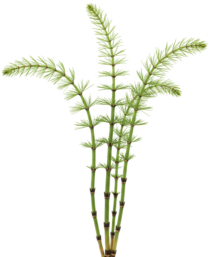 Horsetails