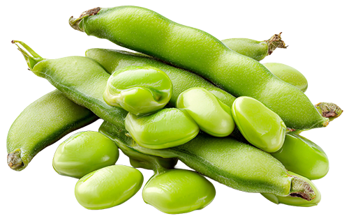 Broad Beans