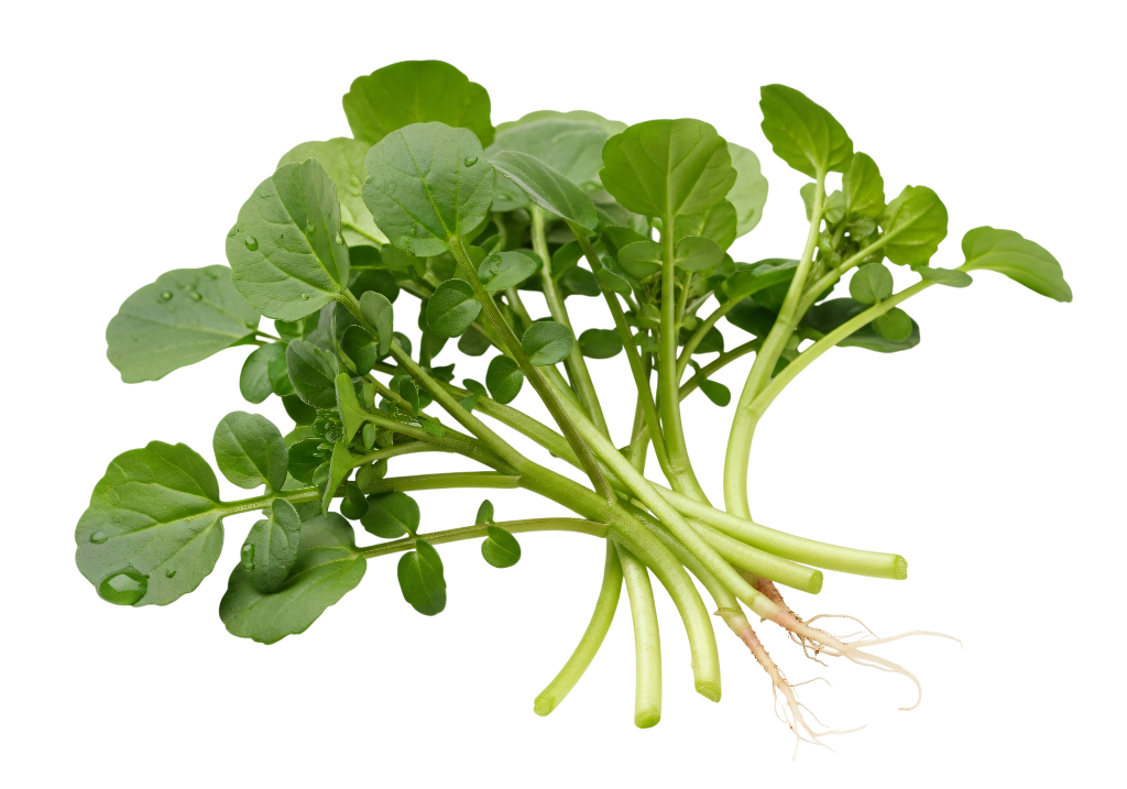Watercress