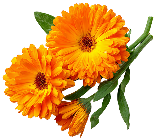 Calendula