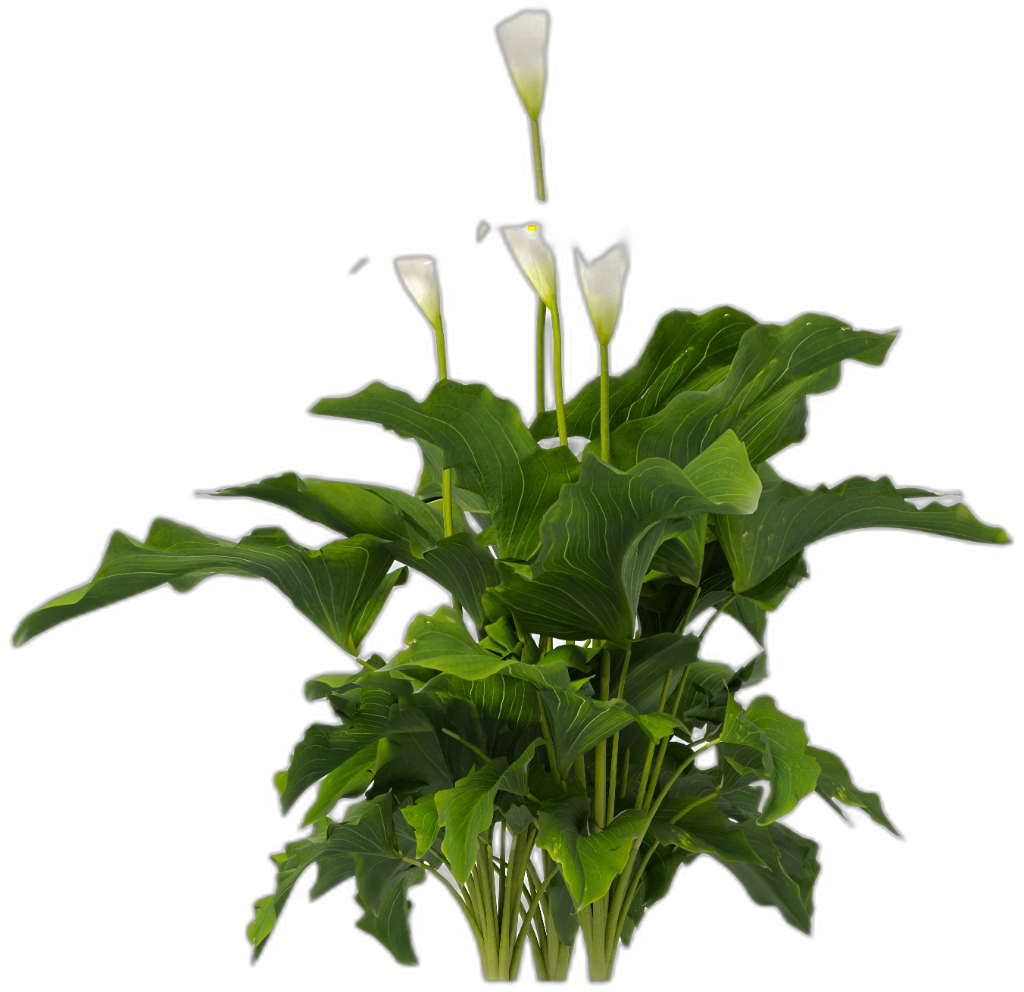Arum