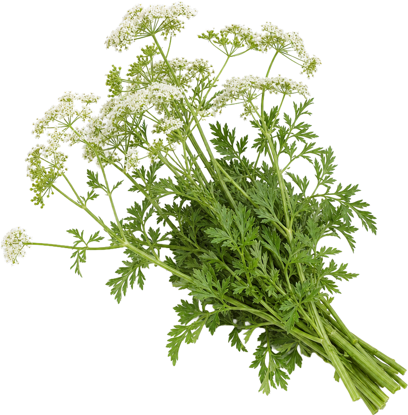 Fool's Parsley