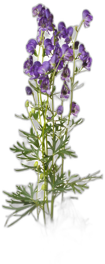Aconite (Monkshood, Wolf's Bane)