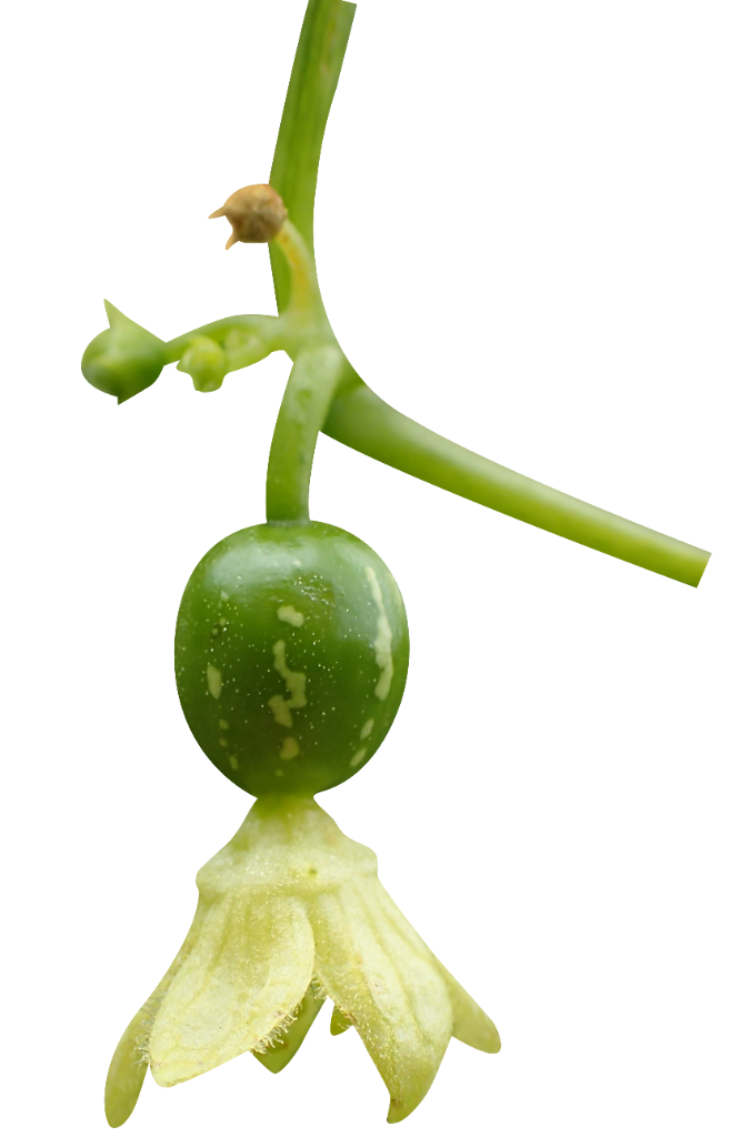 Bryony