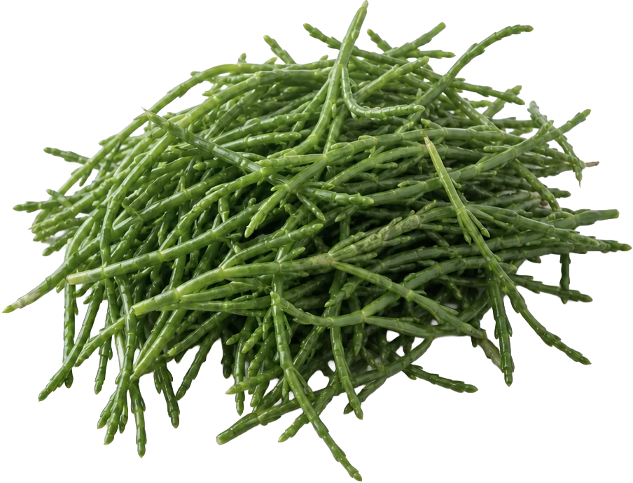 Samphire