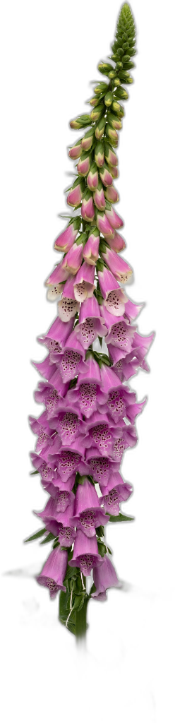 Foxglove