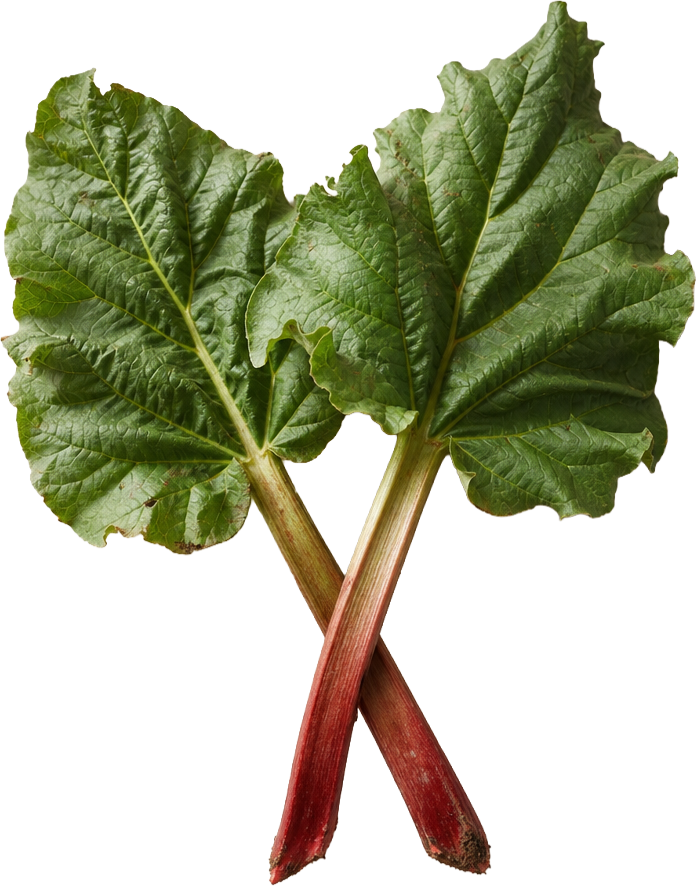 Rhubarb / Rhubarb Leaves