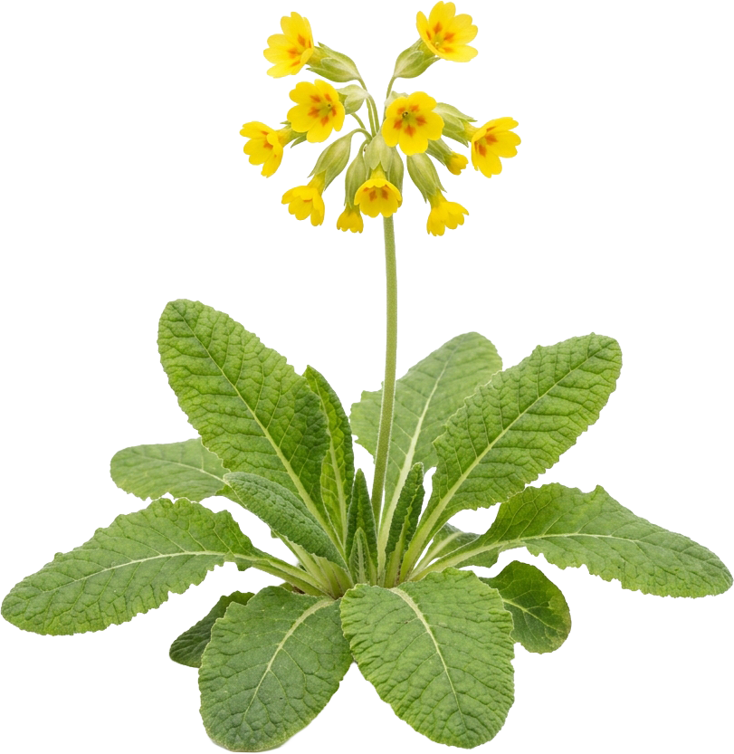 Cowslip