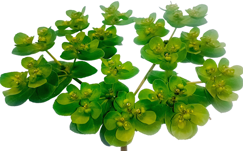 Spurge / Spurges (Euphorbia)