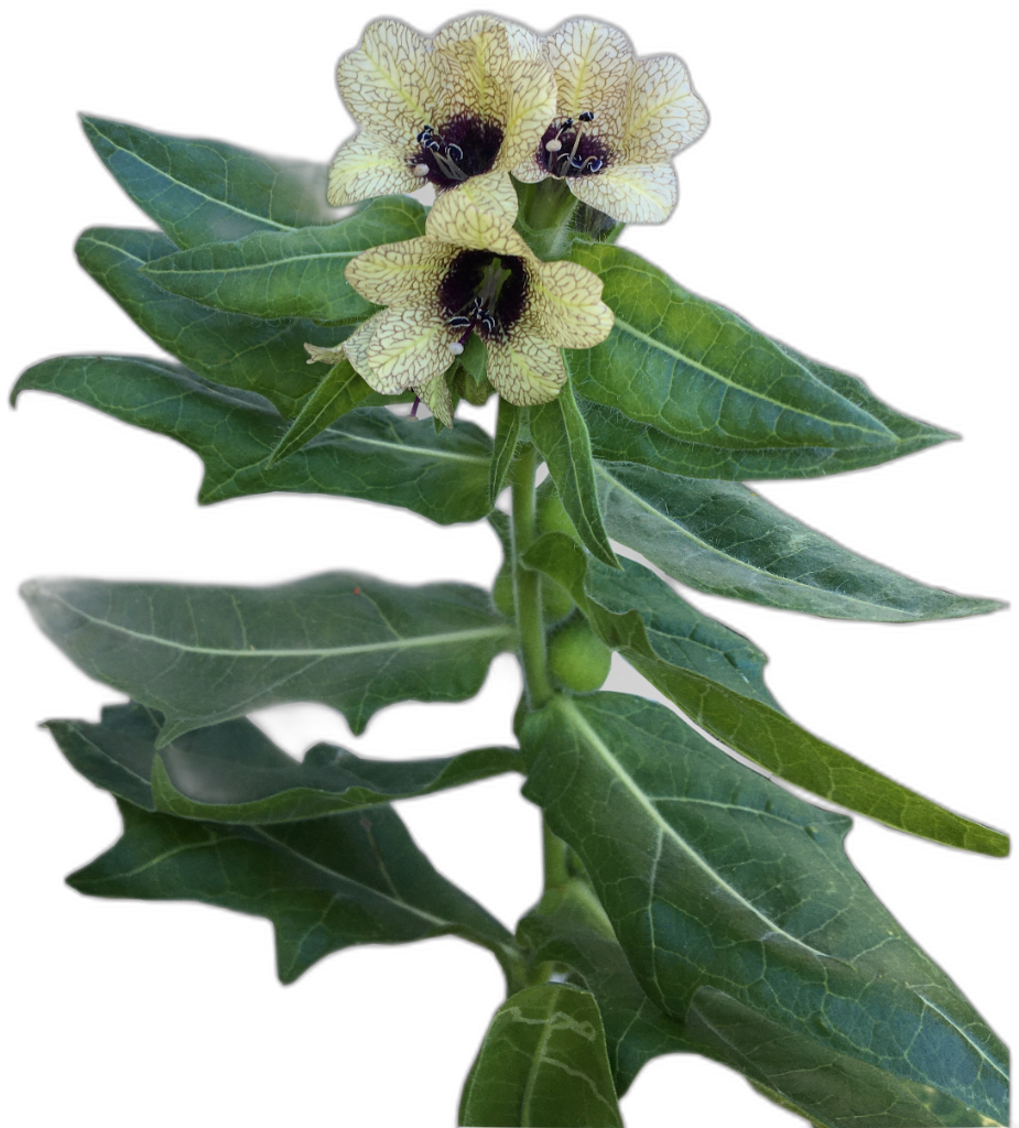 Henbane