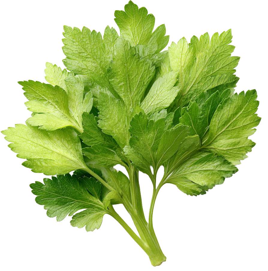 Celery Leaves