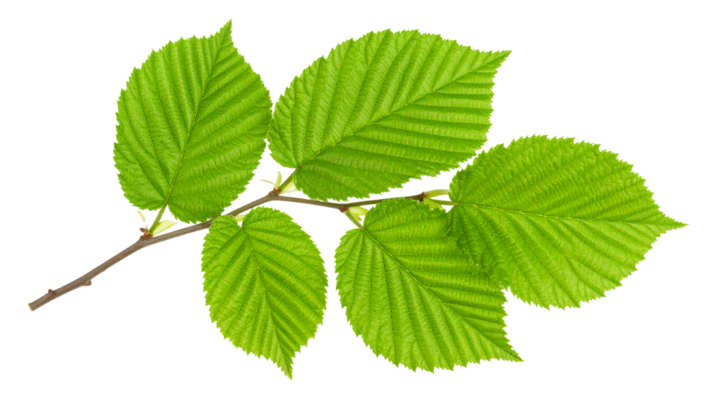 Hazel