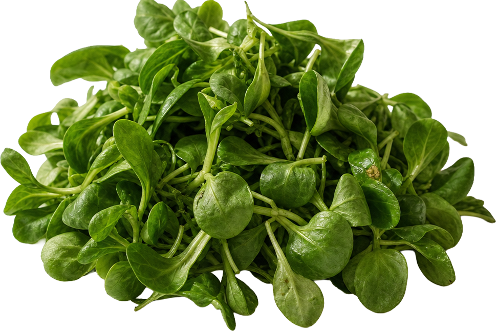 Lamb's Lettuce