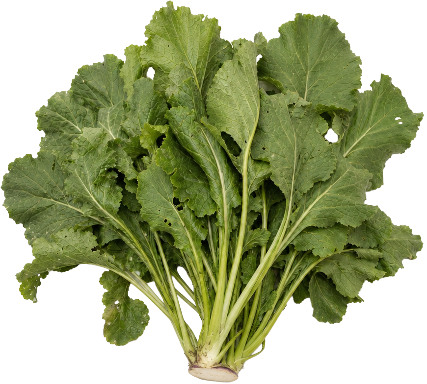Turnip Top Leaves