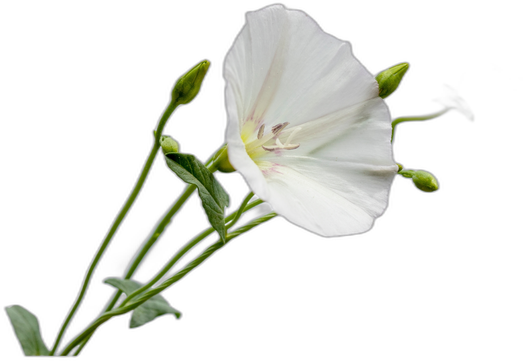 Convolvulus