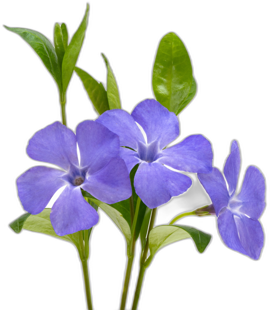 Periwinkle