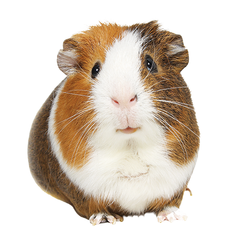 Selective Guinea Pig